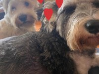 Safkan Minyatür Schnauzer