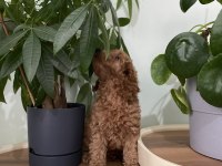Saf Irk Red Brown Toy Poodle Yavruları
