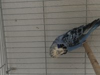 Jumbo çift muhabbet kuşu