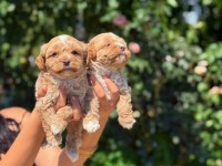 Üst Kalite Maltipoo Bebeklerimiz Sağlık Garantili