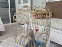 Acil satılık sultan papağanı