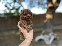Sağlık ve ırk garantili toy poodle yavrularımız