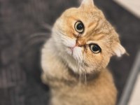 Scottish Fold Erkek