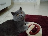 British shorthair boncuk yeni yuvasını arıyor