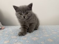 British shorthair 55 günlük