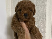 Red Brown renk dişi poodle