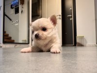 2 AYLIK SEVİMLİ VE EĞİTİMLİ CHIHUAHUA YAVRULAR