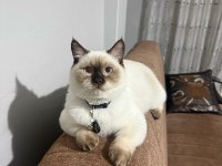 British shorthair