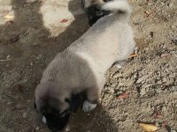 SAFKAN KANGAL KÖPEĞİ