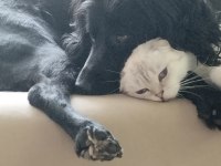 Cocker spaniel dişi 5 yaşında