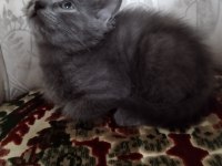 50 günlük erkek ve dişi british shorthair