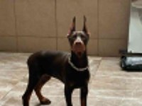 ŞAMPİYON YAVRUSU 3 AYLIK DİŞİ DOBERMAN