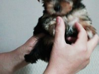 Teacup Yorkshire Terrier