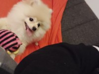 5 aylık sevimli, enerjik, oyuncu, çip ve aşı tam pomeranian
