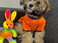 Ayı surat maltipoo yavrularımız