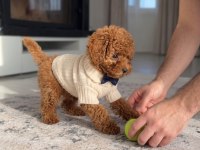 Safkan Toy Poodle