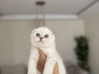 SCOTTISH FOLD DÜNYA TATLISI YAVRULARIM 