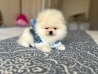 BAL GİBİ 2 AYICIK POMERANİAN