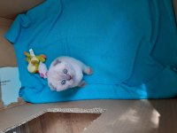 Çok tatlı sevimli scottish fold bebeklerimiz
