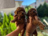 1.5 aylık toy poodle tea cup