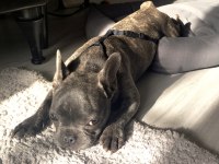 French Bulldog Blue