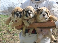 ÜST DÜZEY İNGİLİZ BULLDOG YAVRULAR
