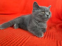 British Shorthair