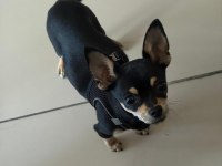 1 yaşında pinscher uysal pet eğitimi var