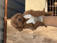 Sevimli toy poodle yavrularımız 