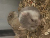 SÜTTEN KESİLMİŞ HAMSTER YAVRULAR