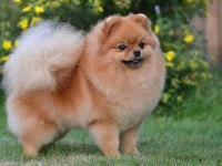 Pomeranian boo yavrularımız sevimli