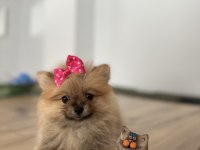 Pomeranian Boo Sevimli Surat