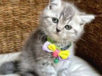 British Shorthair Yavrularımız