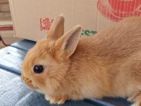 Netherland Dwarf Cüce Tavşan Yavru