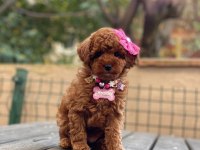 AŞILI TÜY DÖKMEYEN MİCRO BOY TOY POODLE