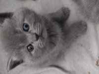 British shorthair kedilerim