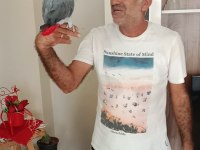 Konuşan full evcil Jako papağanı