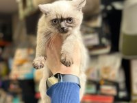 Sevimli british shorthair bebekler