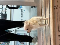 Chihuahua yavrularımız