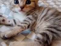 A++ kalite Golden Tabby Scottish Fold yavrular