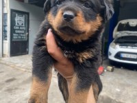 A secereli anne babadan rottweiler