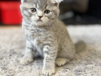 Sevimli scottish fold kardeşler yeni yuvalarını arıyor