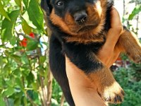 40’günlül rottweiler dişi