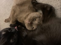 24 kasım doğumlu scottish fold