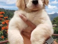 İzin belgeli üretim çiftliğinden golden retriever kapıda öde