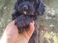 Coockapo 55 günlük köpeğimiz