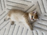 BRİTİSH SHORTHAİR KEDİSİ