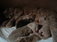 Scottish fold yavrularımız rezerveye açıktır
