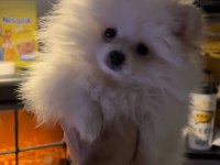 2 AYLIK DİŞİ POMERANİAN BOO