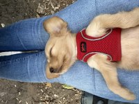 Oyuncu erkek yavrumuz cavalier king charles